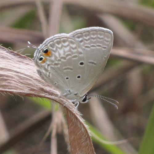 Réf. 238 346 : Euchrysops osiris